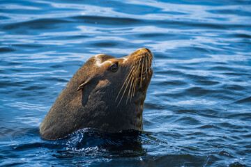 Obraz premium Closeup portrait of sea lion's face looking up with sea on the islands in British Columbia. Seal swimming in the ocean