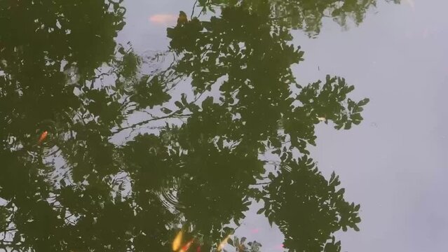 Top view of fish in pond, HD Video. reflection of trees on the surface of the water.