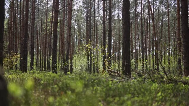 Forest floor with green plants and big spruce pine tree trunks in spring, Veluwe, Netherlands -  low angle ground level view