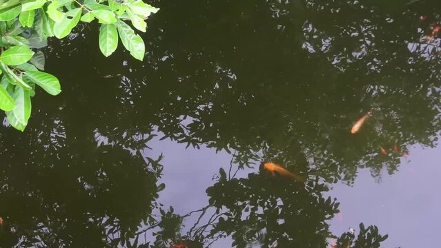 Top view of fish in pond, HD Video. recording of fish in a pond. very beautiful and tame fish.
