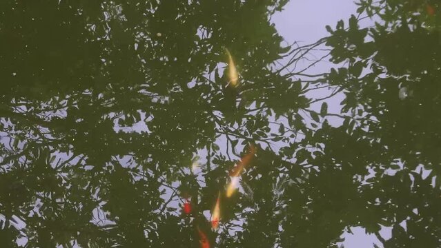 Top view of fish in pond, HD Video. Very beautiful and tame fish.