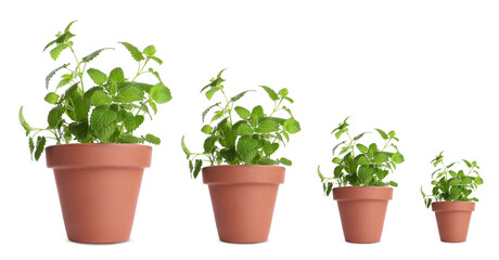 Lemon balm growing in pots isolated on white, different sizes