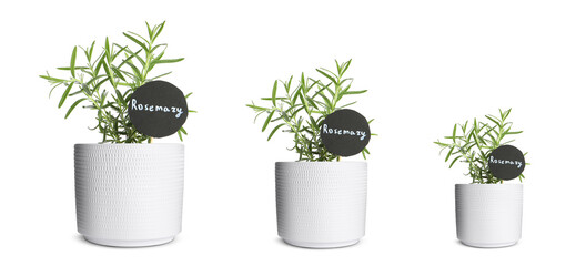 Rosemary growing in pots isolated on white, different sizes