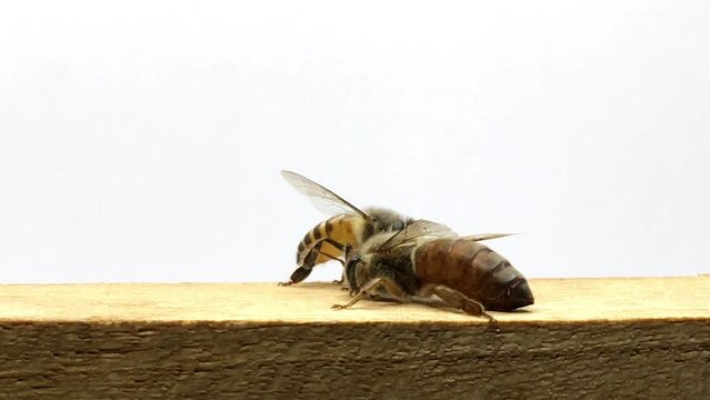 Close-up Indian Queen Bee (Apis cerana indica) with workers on white.