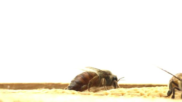 Close-up Indian Queen Bee (Apis cerana indica) with workers on white.