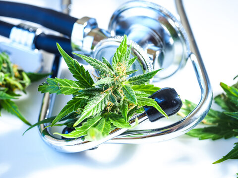 Medical marijuana with stethoscope on white background, medical cannabis concept