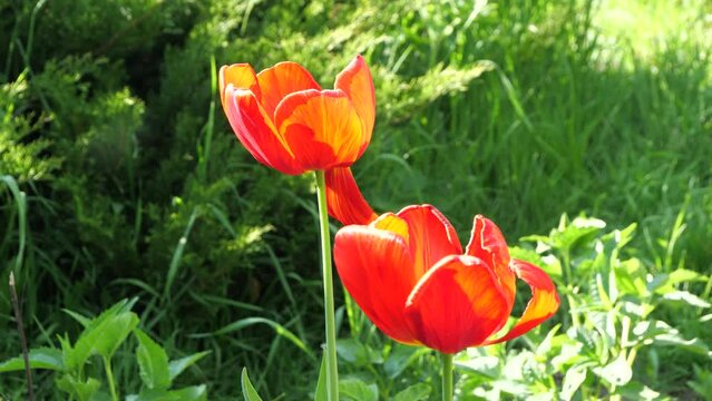Tulips in the evening light and small insects flying.
You can see the flights of small insects - midges.
