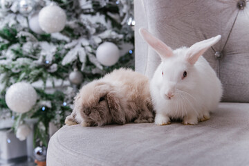 Two rabbits, white and lop-eared, are sitting on a sofa against the backdrop of a Christmas tree.