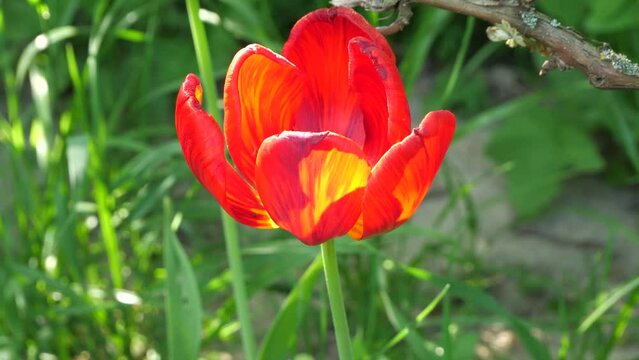 Tulips in the evening light and small insects flying.
You can see the flights of small insects - midges.
