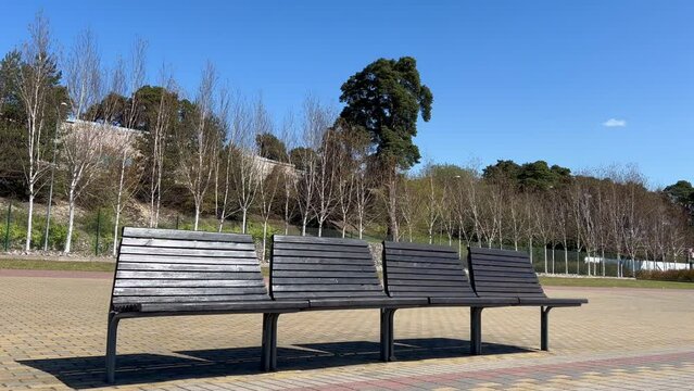 Black wooden benches in the park against the backdrop of rada birches, pines.