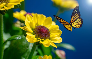 Macro shots, Beautiful nature scene. summer spring field in background blue sky with sunlight and flying butterfly, nature view.