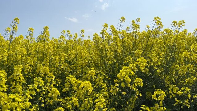 Field of canola flowers in the countryside.