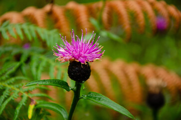 Flower of a thistle