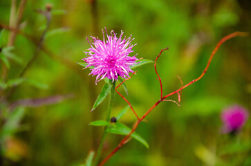 Flower of a thistle