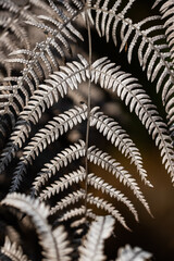 A close-up of silver fern leaves.