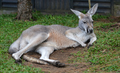 Grey kangaroo lying down or resting