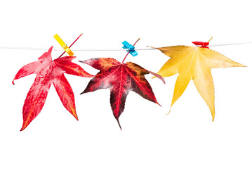Isolated yellow autumn maple leaves attached clothespins on a rope on a white background. Clipart for design. - 602854489