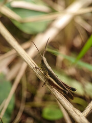 Grasshopper on a branch with blurred background. Selective focus.