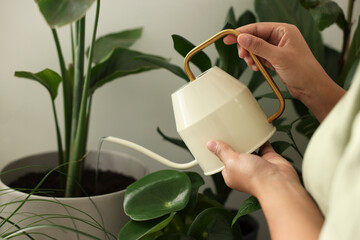 Woman watering beautiful potted houseplant, closeup view
