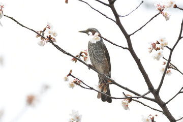 小鳥と桜の花　ヒヨドリ
