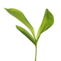 Beautiful lily of the valley leaves on white background