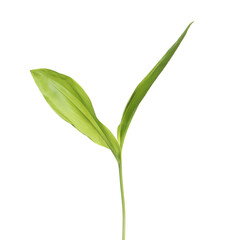 Beautiful lily of the valley leaves on white background