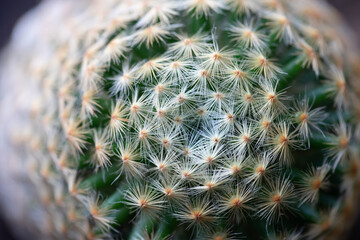 Fototapeta premium Close-up of cactus in nature with natural light