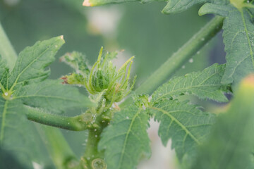 Close up abstract tropical Leaves, Abstract Green Leaves Texture with tree branches. Uprising and hope concept.