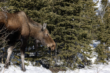 Close up of wild moose in Denali, Alaska