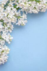 Border made of white lilac flowers on a blue background. Flat lay, copy space