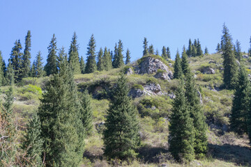 Bottom view of a mountain with stones and a valley with trees. Lake Kolsai, Kazakhstan.