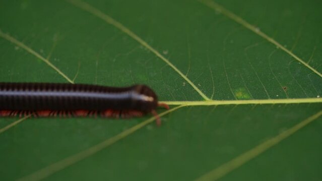 A Millipede Crossing On The Surface Of A Green Leaf
