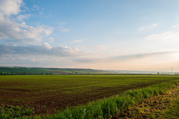 Fototapeta na wymiar field of beets and blue sky