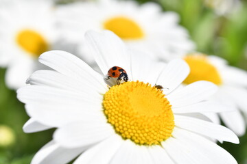 Fototapeta premium てんとう虫とマーガレットの花