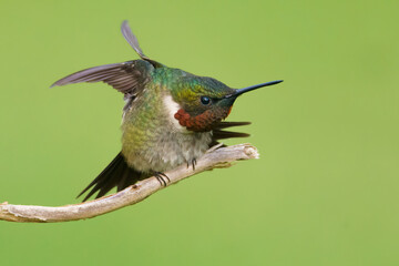 Fototapeta na wymiar A Ruby-throated Hummingbird Stretching his Wings