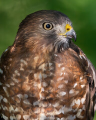 A Closeup Portrait of a Broad-winged Hawk