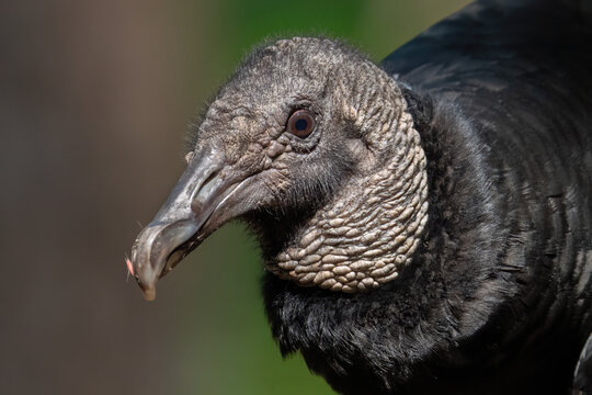 A Black Vulture Looks Concerned