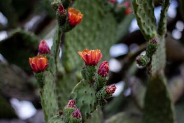 A flowering cactus with a blurred background