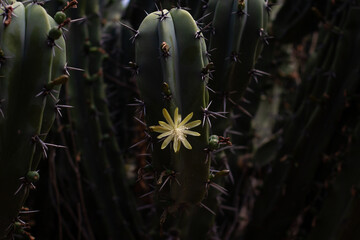 Yellow flower on cactus - dark background