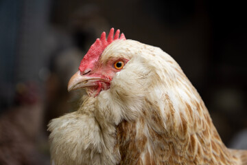 close up of a chicken