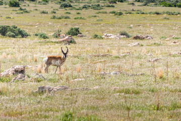A lone antelope roaming the plains of Antelope Island near Salt