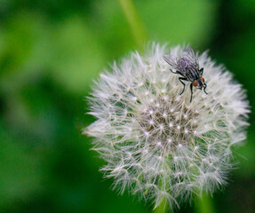 fly on a flower