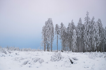 A pine tree forest in the snow
