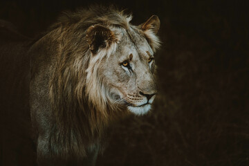 African male lion roaming on safari