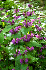 Closeup of purple lamium purpureum plant.