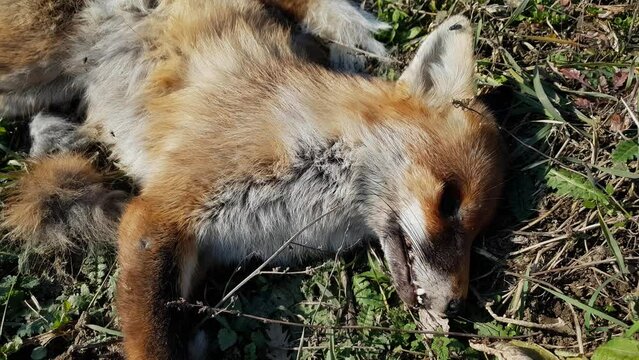 A dead adult red fox on the grass and flies that fly around the corpse and feed on decaying flesh, a poisoned or shot wild animal