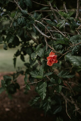 Single pink flower on a green tree.