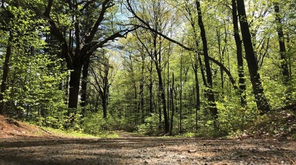 Obraz premium Tree-lined path.