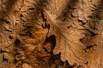 Dry oak leaves on a dark autumn background. Abstract texture