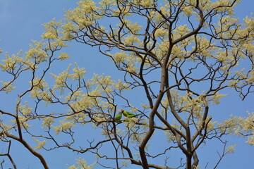 tree and lovebirds couple. Parrots in the Wildlife. Maharashtra lovebirds. 